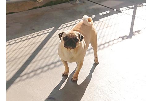 販売中のパグの親犬